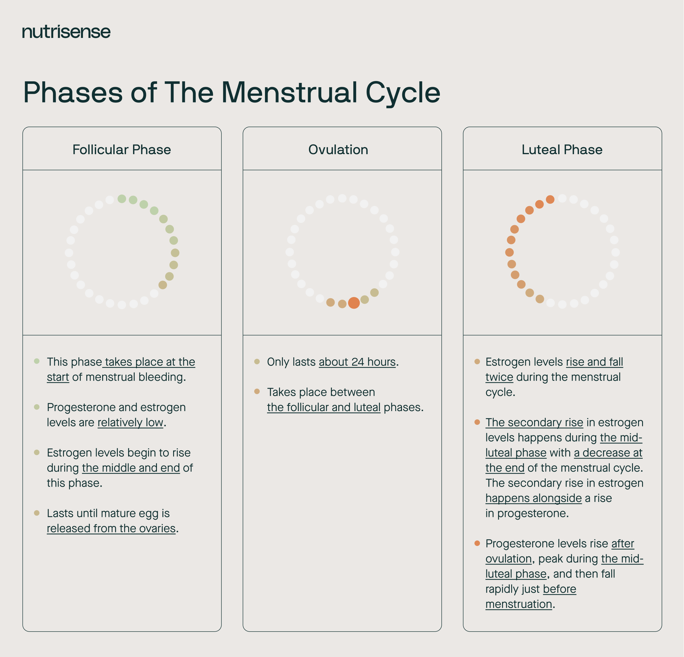 phases of the menstrual cycle