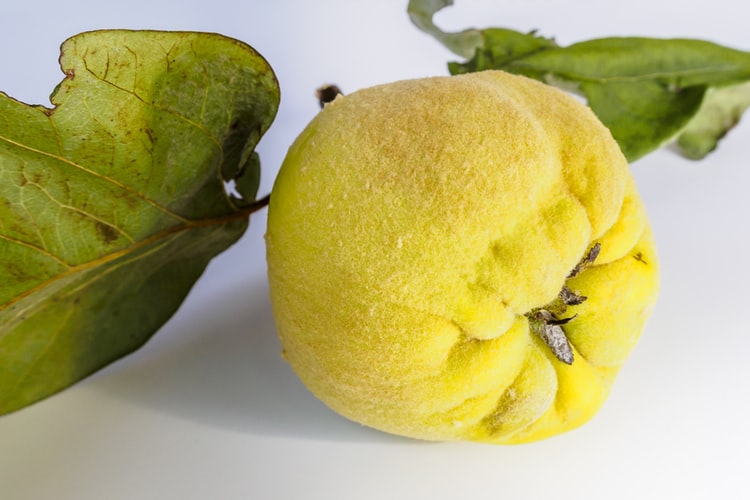 Quinces fruits for winter Quinces fruits for winter | Matey Lifestyle